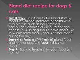 Of course, if your cat doesn't like it, or is having stomach issues, then you can start changing the diet right away. Bland Diet Recipe For Dogs And Cats With Tummy Problems Bland Diet For Dogs Bland Diet Recipes Bland Diet