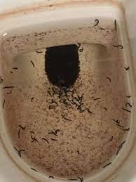 #worms #redworms #bloodwormsworms come in different sizes and colors, and you may be confused about how they get into the toilet in the first place. Toilet Bowl Is Full Of Drain Fly Larvae All About Worms