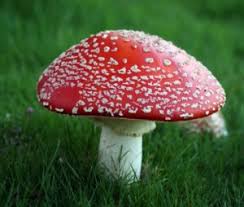 Magic Mushrooms Drugwise