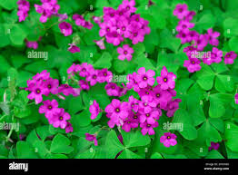 Image result for Oxalis debilis