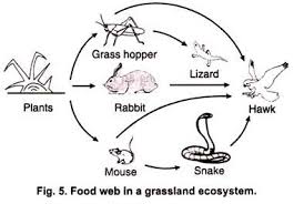 Check spelling or type a new query. Ecosystem Drawing With Labels At Paintingvalley Com Explore Collection Of Ecosystem Drawing With Labels