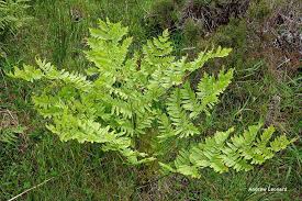 Image result for Osmundaceae