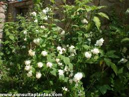 Image result for Disperis virginalis