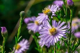 Image result for Aster chimanimaniensis