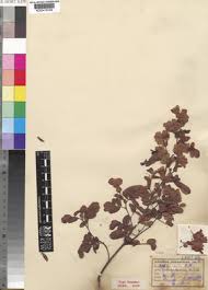 Image result for Humularia