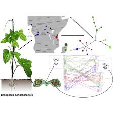 Image result for Dioscorea dregeana