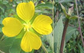 Image result for Ludwigia octovalvis