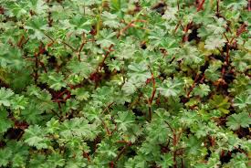Image result for Alchemilla ellenbeckii