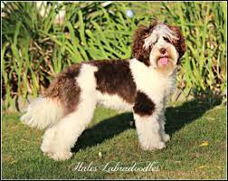 What we do at interior secrets is offer you plenty of choices online of our affordable modern range of round glass top dining table designs in 4 seater. Australian Labradoodle Grooming Hale S Australian Labradoodles