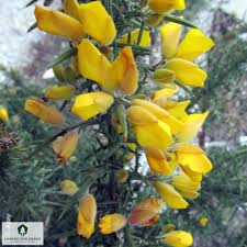 Image result for Ulex