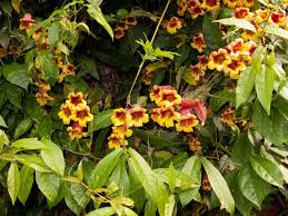 Image result for Bignonia capreolata