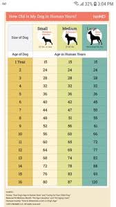 62 Best Dog Age Chart Images Dog Care Dogs Dog Training