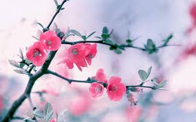 Customize and personalise your desktop, mobile phone and tablet with these free wallpapers! Wallpapers Hd Flower Group 91