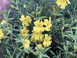 Maybe you would like to learn more about one of these? Mimulus Jelly Bean Lemon Sticky Monkey Flower Jelly Beans Flowers Plants
