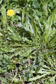 Image result for Hypochaeris