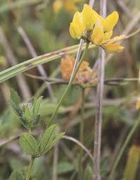 Image result for Lotus namulensis