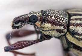 Up to 35% off sitewide! Beetlejuice Bug Super Macros 4 Photos Steemit