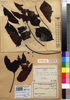 Image result for Lannea welwitschii