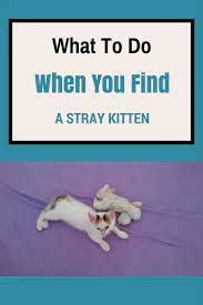 What To Do When You Find A Stray Kitten Stray Kitten Tips Stray Kitten Care Stray Kitten Story Kitten Rescue Shelter Kittens Kitten