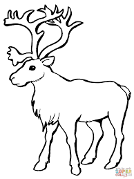 Reindeer Caribou Coloring Page Free Printable Coloring Pages In 2020 Deer Coloring Pages Animal Coloring Pages Reindeer Drawing