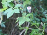 Image result for Ipomoea adenioides