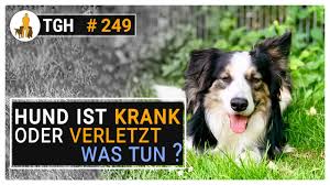 Blut im stuhl ihres hundes. Hund Blut Im Stuhl Ursachen Symptome Was Tun