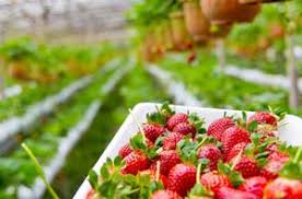 As you take a trip to cameron highlands, you will stumble upon waterfalls, plantations, farms, gardens, forests lands and water bodies. Bus To Cameron Highlands Book Bus Ticket Online Busonlineticket Com