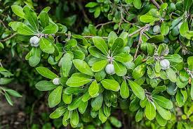 Image result for Pittosporum fulvotomentosum
