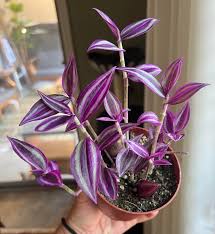 Image result for Tradescantia