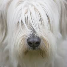 081104 0041 The Photography Network Picturesocial Old English Sheepdog Puppy Old English Sheepdog Dogs