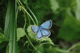 アサマシジミ 2022(2) : Lycaenidaeの蝶鳥撮影日記