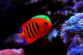 Check spelling or type a new query. 15 Awesome Types Of Saltwater Angelfish Build Your Aquarium
