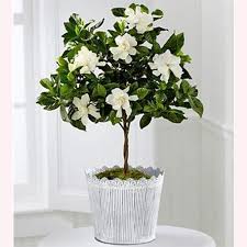 Image result for Gardenia
