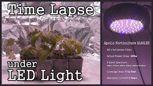 We did not find results for: Time Lapse Ufo Style Led Grow Light With Seedlings Basil Lettuce Kale Youtube