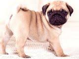 Satilik Pug Ilanlari Patibul Com