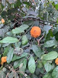 Image result for Morinda lucida
