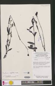 Image result for Buchnera capitata