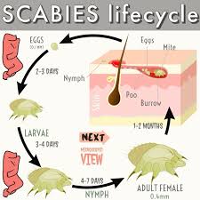 Image result for Sarcoptes scabiei life cycle