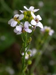 Image result for Crambe hispanica
