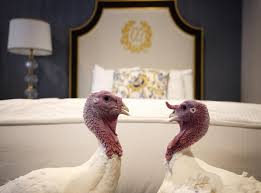 Thanksgiving turkey recipes are the star of the show on that third thursday of november. Turkey Pardon White House Announces Names Of Birds To Be Spared By Trump For Thanksgiving The Independent The Independent
