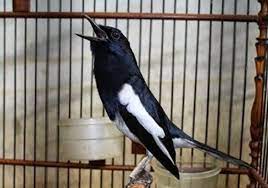 Tips Perawatan Kacer Tipe Dingin