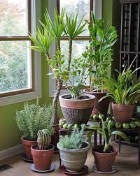 Some types of houseplants adapt to the harsh winter indoor environment better than others. Let Your Indoor Plants Chill Out This Winter Good Earth Plants