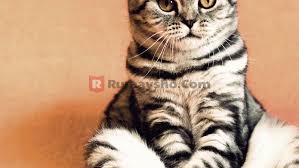 Check spelling or type a new query. Mengenal Kucing Di Sekitar Kita Rumaysho Com