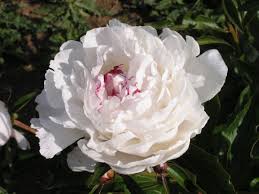 Suffruticosa K L M Pfingstrosen Blumen Garten