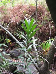 Image result for Brexia madagascariensis