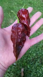 It lingers for a long, long time. Kraken Scorpion Fords Fiery Foods And Plants