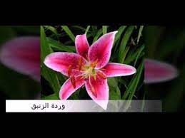 انواع الورود واسمائها youtube