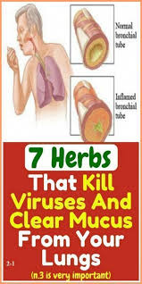 Healthy Life 4 You 7 Herbs That Kill Viruses And Clear Mucus From Your Lungs Health Fitness Beauty Love Diy Mucus Herbs Lunges