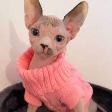 The stuff you need to buy for your sphynx kitten. Clothes For Sphynx Cats