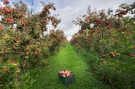 1:01 the neighborhood sd recommended for you. Your Official Hudson Valley Apple Picking Farm Guide